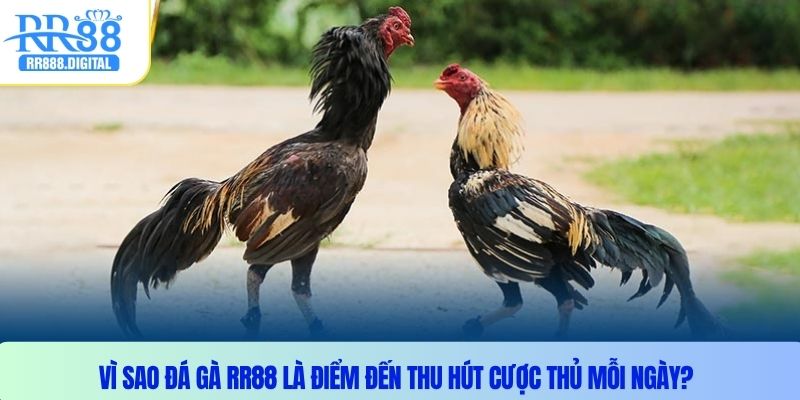 Vì sao đá gà RR88 là điểm đến thu hút cược thủ mỗi ngày?