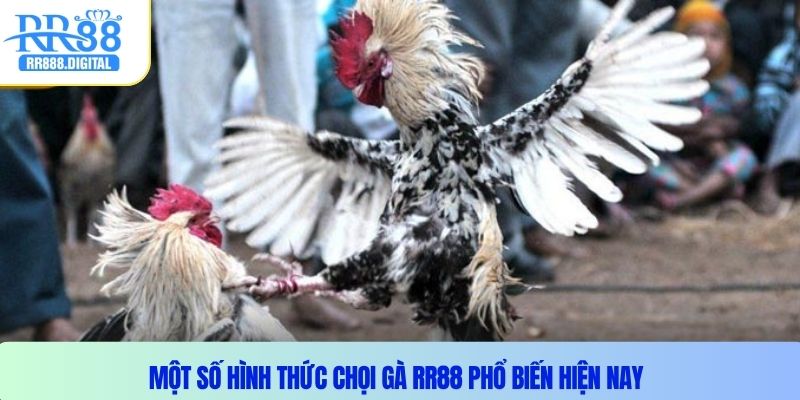 Một số hình thức chọi gà RR88 phổ biến hiện nay