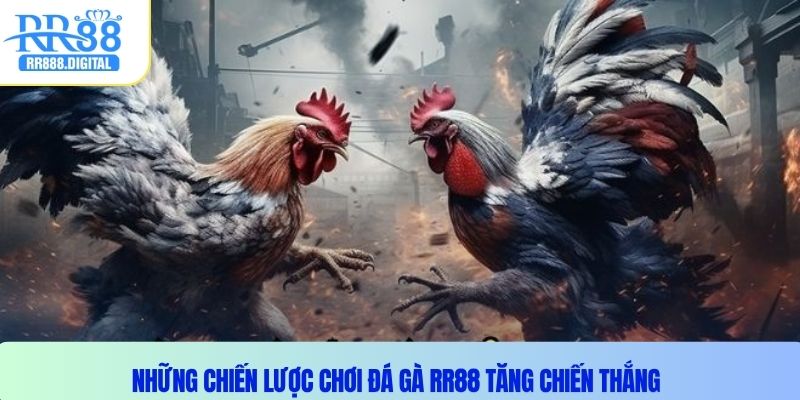 Những chiến lược chơi đá gà RR88 tăng chiến thắng