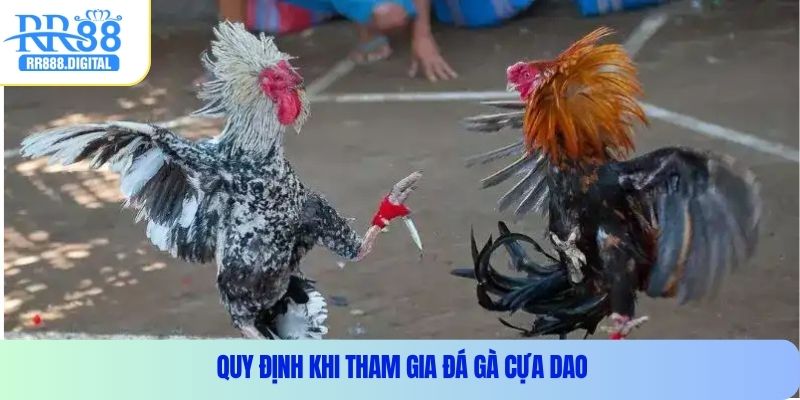Quy định khi tham gia đá gà cựa dao