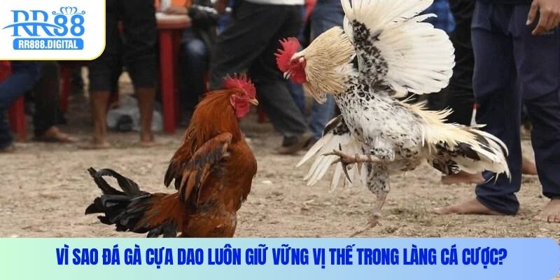 Vì sao đá gà cựa dao luôn giữ vững vị thế trong làng cá cược?