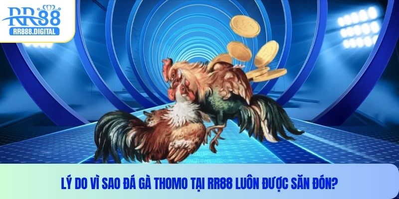 Lý do vì sao đá gà thomo tại RR88 luôn được săn đón?