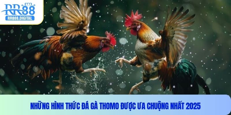 Những hình thức đá gà thomo được ưa chuộng nhất 2025