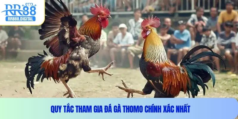 Quy tắc tham gia đá gà Thomo chính xác nhất