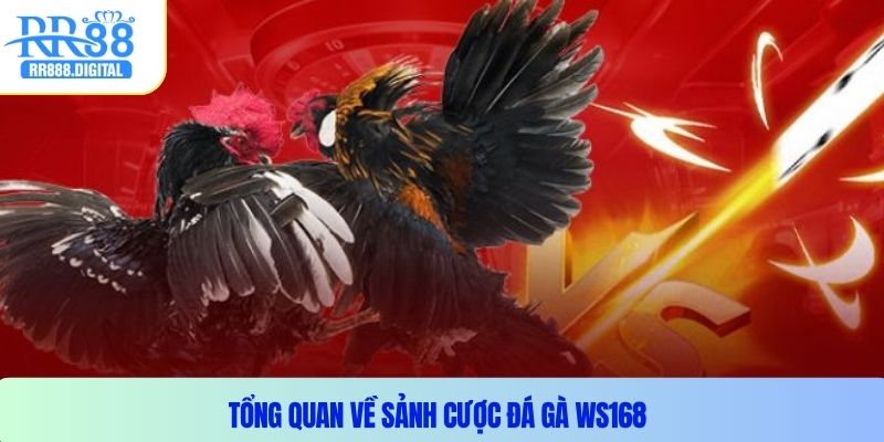 Tổng quan về sảnh cược đá gà WS168