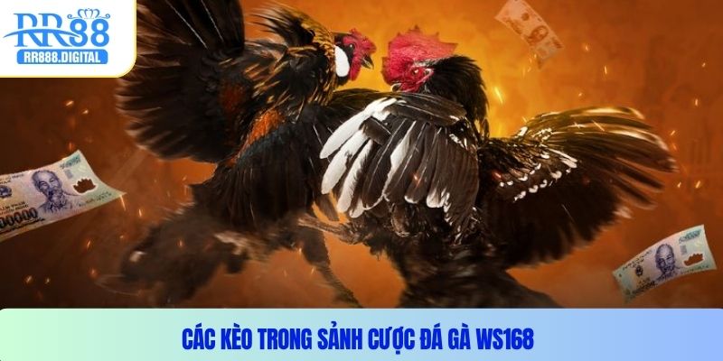 Các kèo trong sảnh cược đá gà WS168
